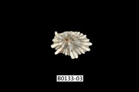 藏品(菊松螺)的圖片